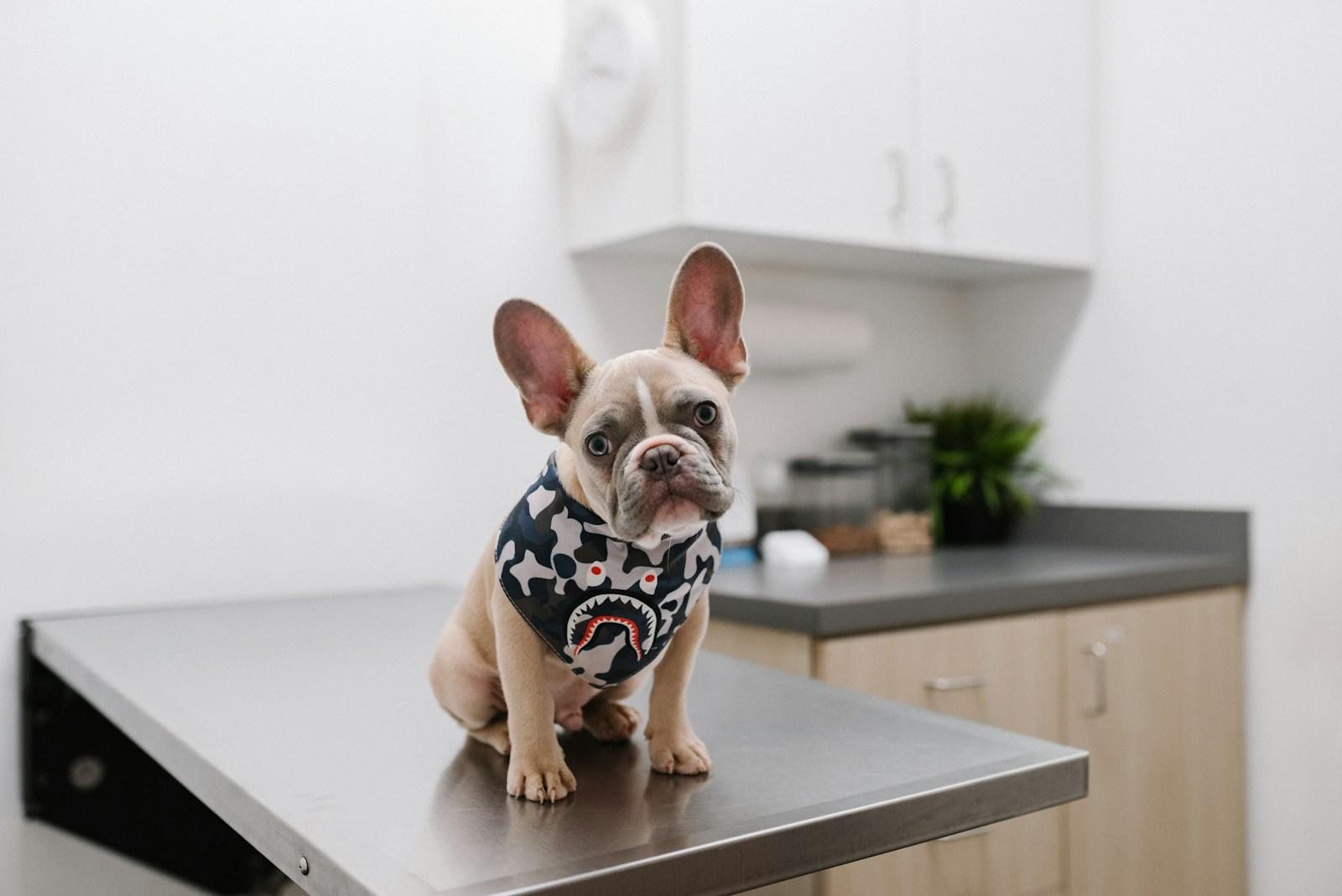 VitalPet
