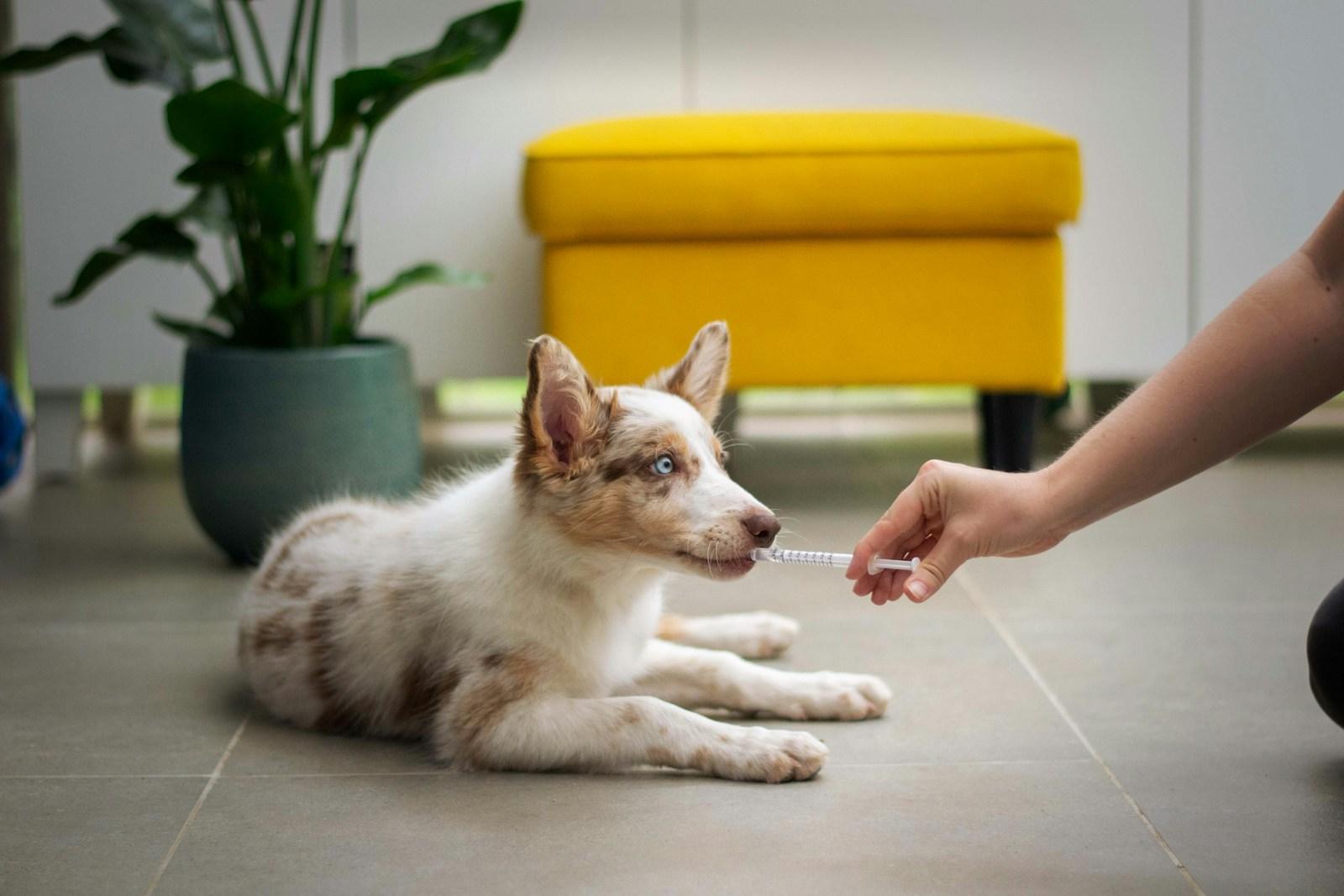 VitalPet